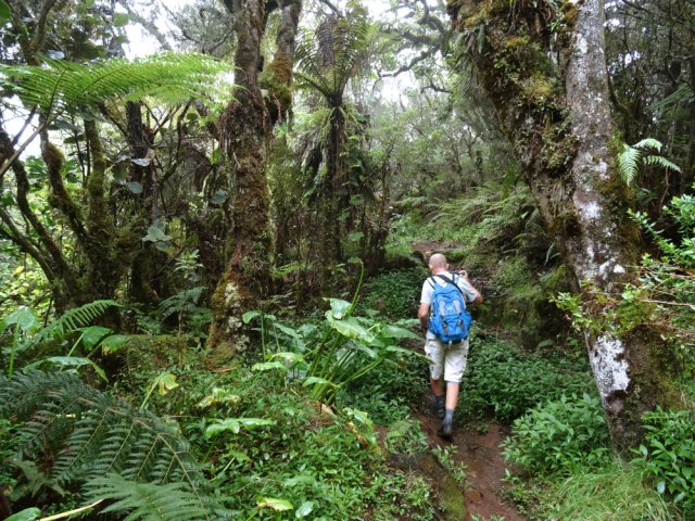 Jouvences et fougères sur un sol humide