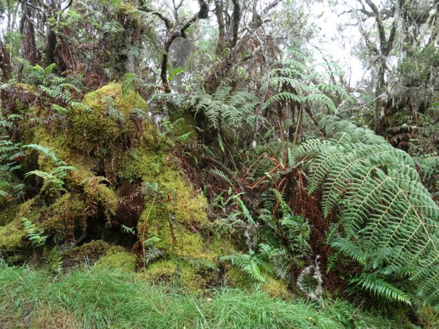 On est aussi au royaume des mousses qui envahissent les sous-bois