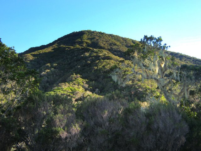 On frôle le Piton Lepervanche, tout aussi touffu