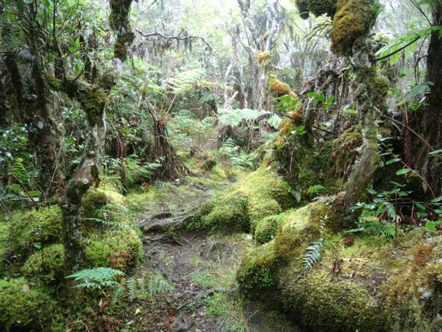 Voyage au pays des épiphytes, mousses, sphaignes et lichens