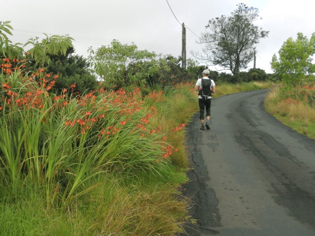 Agréable balade sur la route bordée de montbrétias fleuris