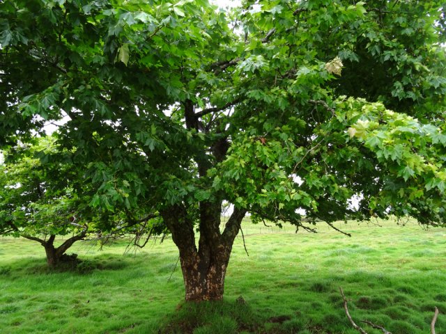 Un platane en bordure de sentier