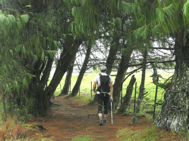 Les pins du Mexique ont souffert du passage de Fakir en 2018