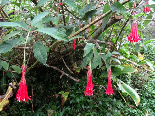 Le grand fuchsia envahit lentement les bords du sentier