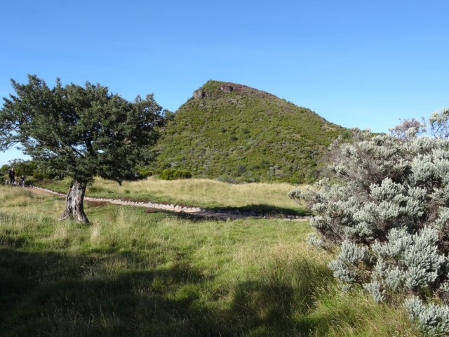 La végétation est rare mais les petits tamarins des Hauts sont magnifiques