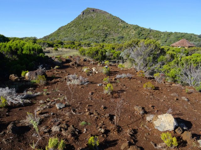 Les nouvelles plantations auront beaucoup de mal à s'implanter