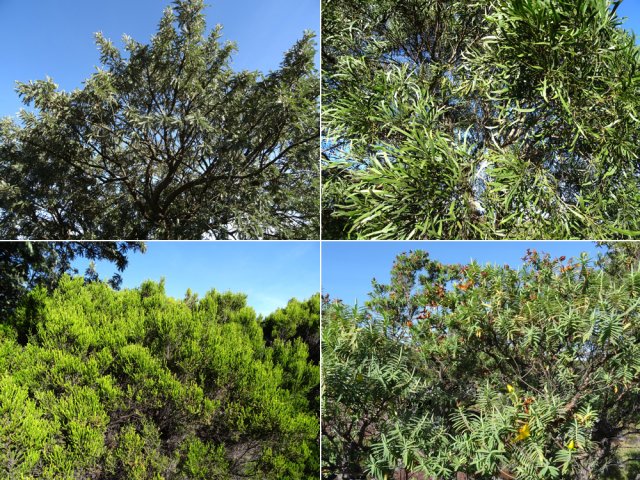 Tamarins, branles verts et fleurs jaunes constituent l'essentiel de la végétation