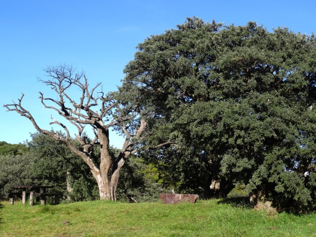 Vivant ou mort, un tamarin est toujours agréable à regarder