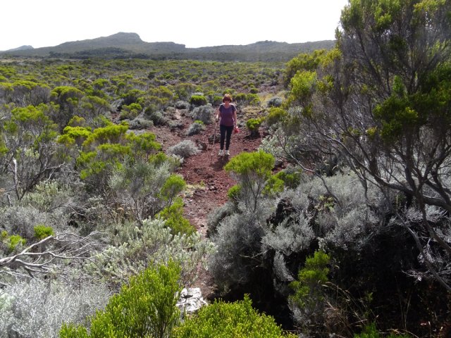 Les 40 m de petit sentier en direction de la caverne des Lataniers