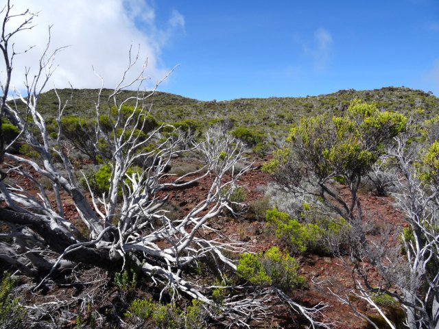 Le branle vert calciné est idéal pour une photo de nature morte