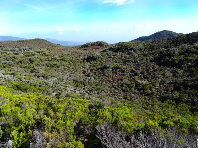 La végétation de branles verts autour de Bois Ozoux