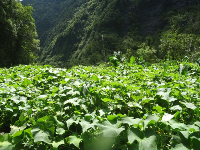 L'îlet du Bras de Caverne, inextricable en raison des treilles sauvages de chouchous