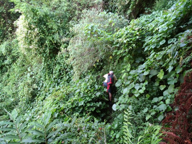 Un passage dans les lianes pour un point de vue sur le Cap Picard