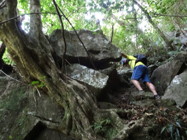 Passages acrobatiques entre rochers et racines de bois maigre