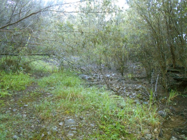 Des acacias couchés par le dernier cyclone ralentissent sur les 300 premiers mètres
