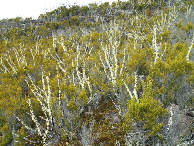 Les arbres calcinés se recouvrent lentement de barbes de Jupiter