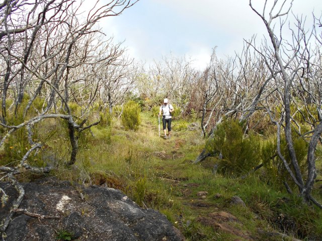 Fin de la boucle sur une partie herbeuse dans les tamarins brûlés