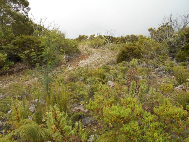 De jeunes fleurs jaunes envahissent les abords de la piste par endroits