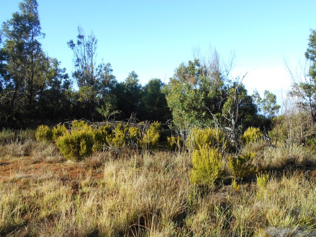 La végétation diminue au fur et à mesure de la montée