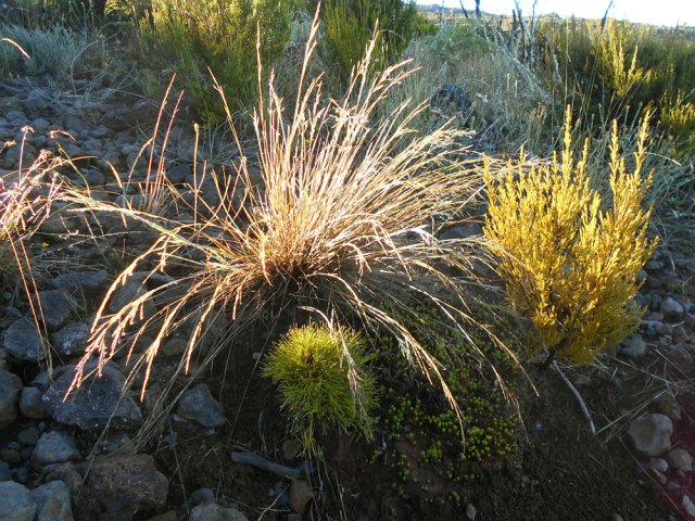 Les herbes et branles verts prennent possession de la piste caillouteuse