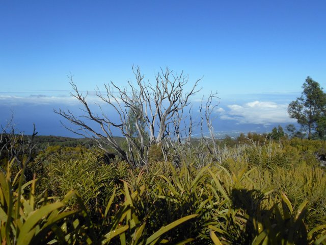 Vestiges des incendies de 2010 et 2011