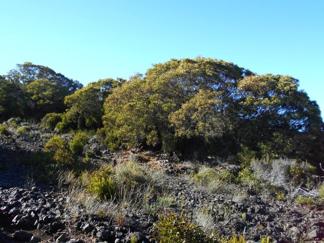 Les derniers tamarins des Hauts à 2500 m