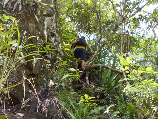 Passage sur racines le long d'une arête rocheuse