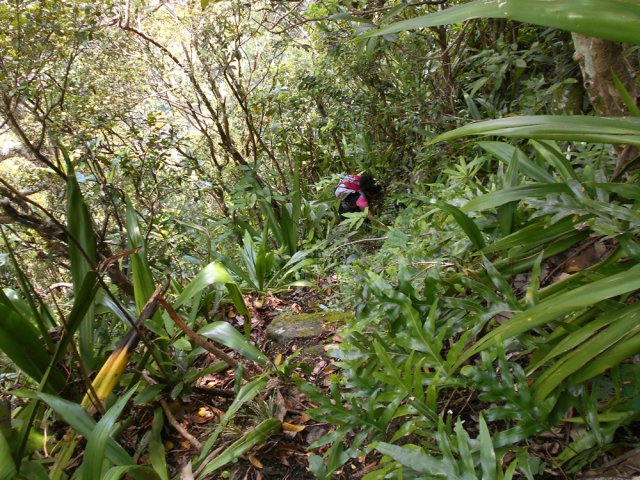 Une idée du sentier, assez large pour ne pas le perdre des yeux