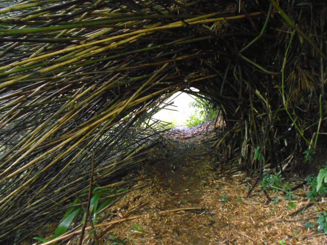 Un tunnel végétal sous une touffe de bambous couchée par un cyclone