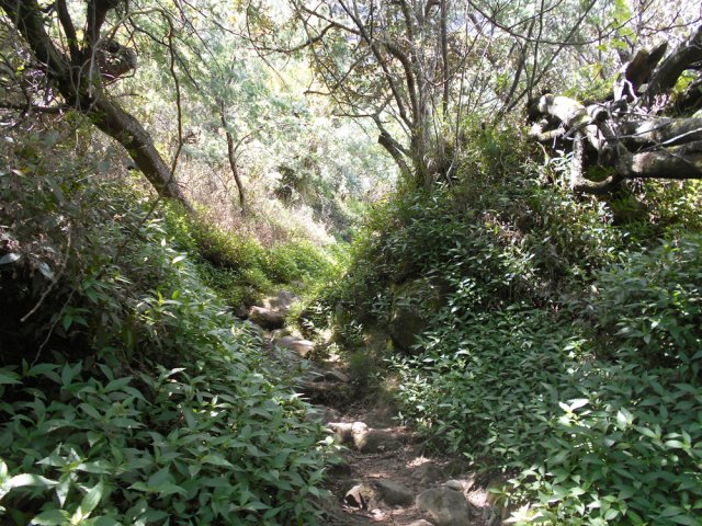 Jouvences et cailloux en début de descente vers Marla