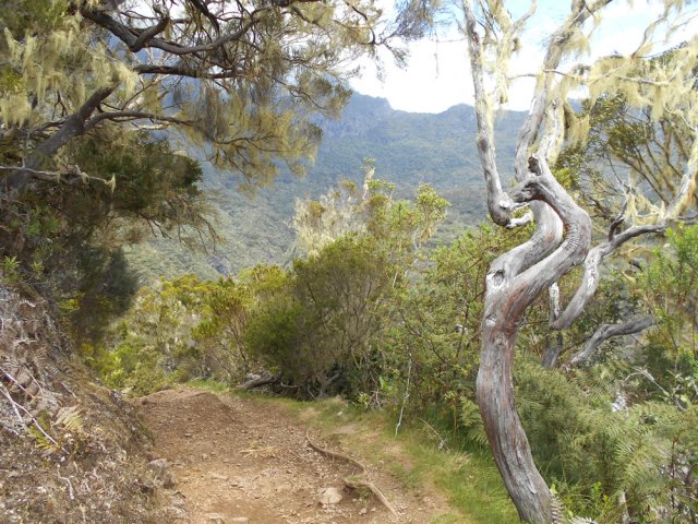 Bientôt l'arrivée à la Plaine des Tamarins