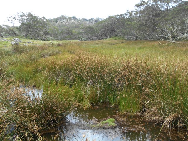 La Mare des Serres, presque à sec dans les joncs