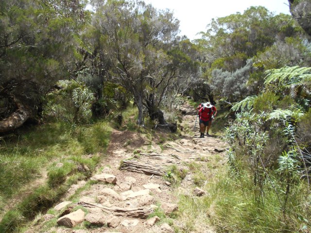 Plus haut, les branles remplacent les tamarins des Hauts