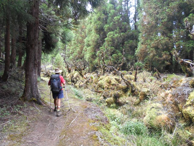 Entre cryptomerias et ravine moussue, bientôt la fin de la randonnée