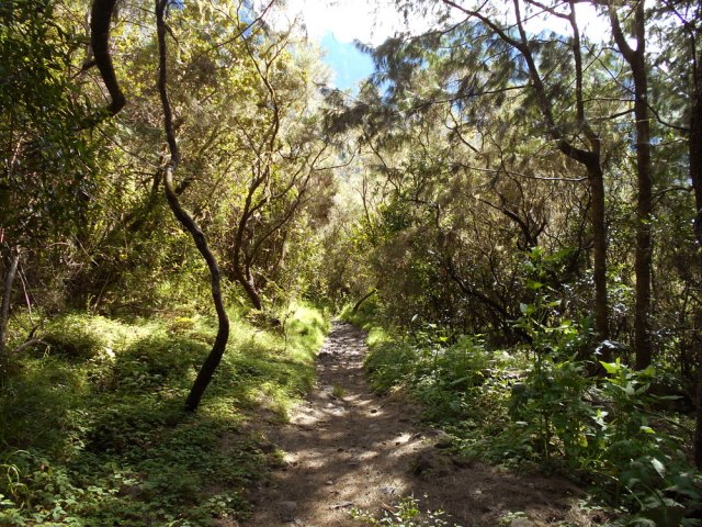 Sentier effectivement plat à la Plaine aux Fraises