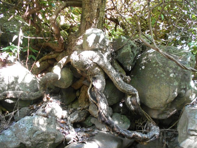 Les crues laissent peu de répit aux arbres implantés trop près de l'eau