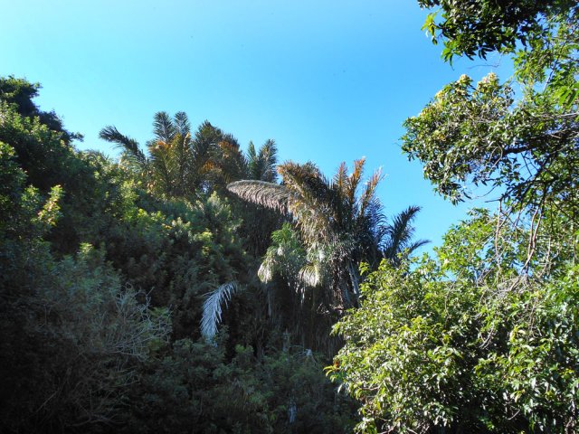 La touffe de moufias indiquant la fin proche de la montée