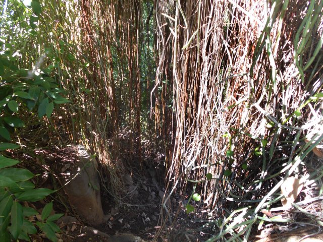La longue chevelure des racines de lianes carrées caresse au passage