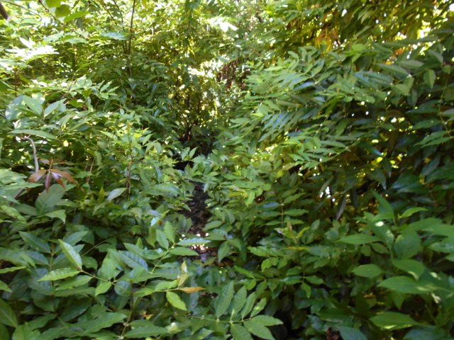 Court cheminement dans les lianes papillon