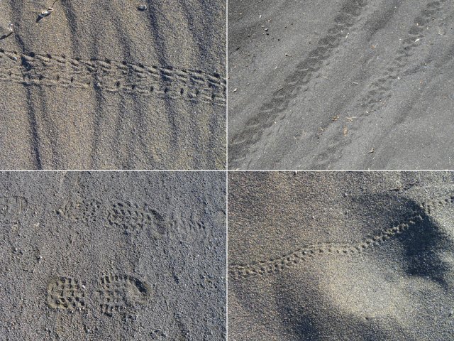 Un homme, un VTT, un crabe et un bernard l’ermite