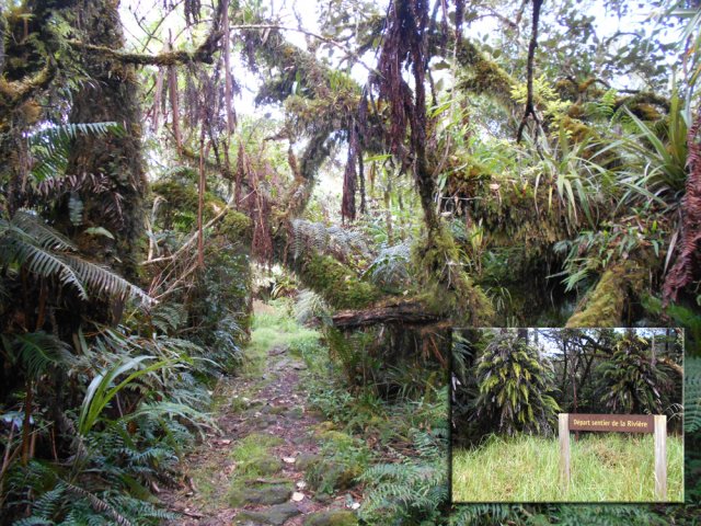 Départ à plat dans les mousses du sentier de la Rivière