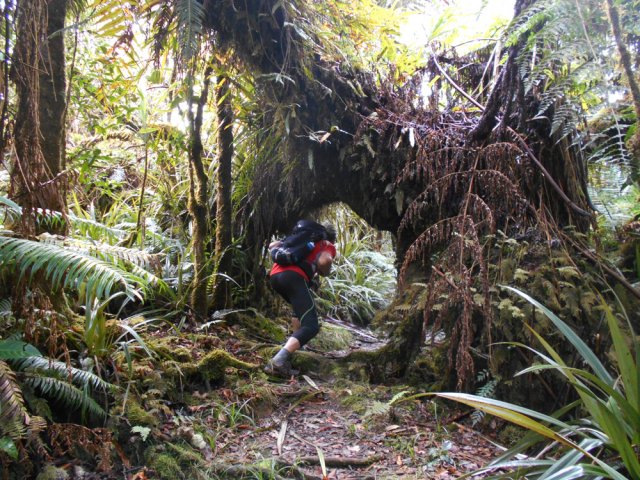 Arches végétales inévitables dans les forêts primaires