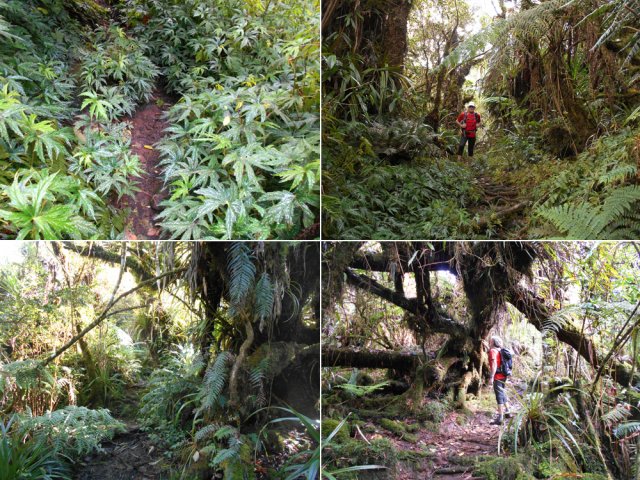 D'autres exemples de ce magnifique sentier boueux