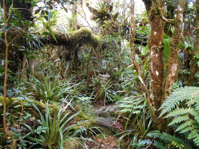 Des épiphytes et mousses partout sur les branches