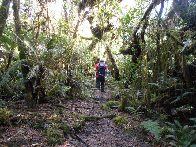 Les feuilles tombées au sol ne suffisent pas à éviter la gadoue