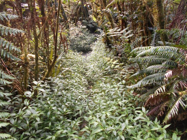 Vers la fin, les jouvences se font plus nombreuses