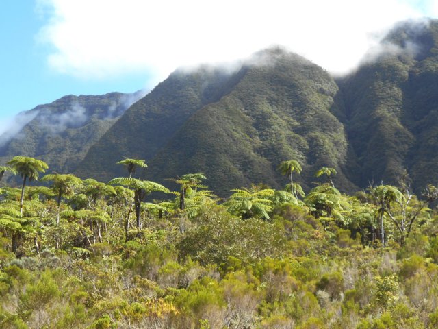 Le royaume des fougères arborescentes qui domine la Rivière des Marsouins