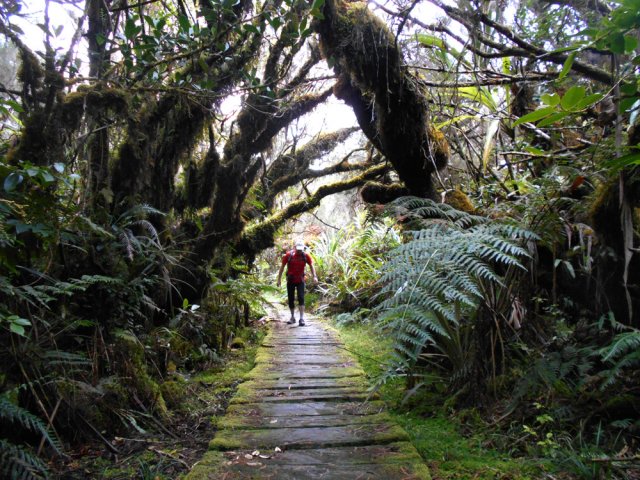 Plancher moussu et humide pour isoler de la boue