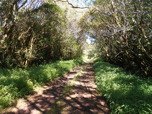 Portion ombragée bordée de jouvences