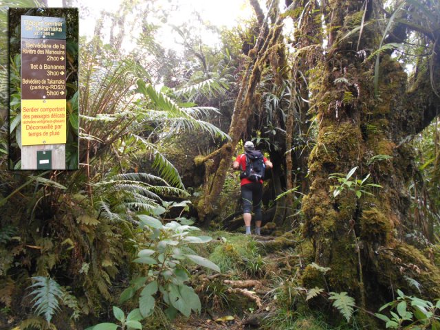 Début du sentier de Takamaka après 300 mètres sur la route de Bélouve